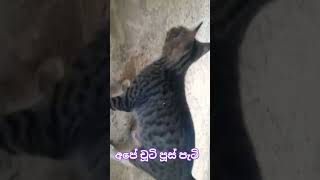 අපේ චූටි පූසි 🐈🐈(ape chuti pusii)