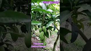 Thai Sweet Baramasi Katimon Mango, Call- 8926100200