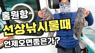 홍원항 선상낚시 언제오면 좋은가?🦑좋은 물때 알려드립니다!!🤓