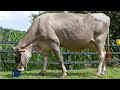 🔴Vacas Lecheras y Carnicas ✅ Raza Pardo Suizo / CURIOSIDADES DE LA RAZA BOVINA