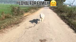 Vlog 1 All about White German Shepherd Best for Home #longvideo #germanshepherd