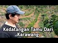 Keadaan Terkini Kebun Kopi Sistem Pagar Batang Bawah Liberika