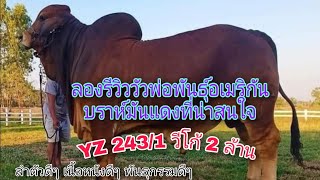 รีวิววัวพ่อพันธุ์อเมริกันบราห์มันแดงที่น่าสนใจลำตัวดี เนื้อเยอะๆ Yz 243/1 วีโก้ 2 ล้าน#วัวพ่อพันธุ์