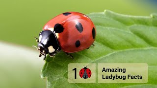 10 Amazing Ladybug Facts