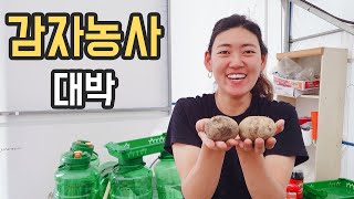 감자농사 대박? 놀라운 수확량, 귀농 텃밭 감자캐기 -쨍이ep56