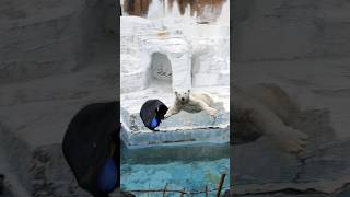 おもちゃを空中でキャッチしたいホウちゃん🐻‍❄️💨 #天王寺動物園 #ホッキョクグマ #シロクマ #polarbear