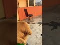 hoga tumse 🧡 kon song hindi love coversong dog doglover goldenbreed funny goldenretr yt