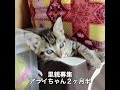 里親募集　アライさん　2ヶ月半