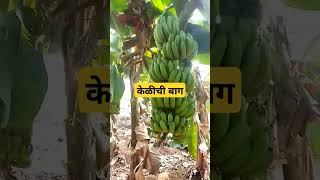 केळीची बाग#केळी #banana #bananacat #kolhapur #maharashtra