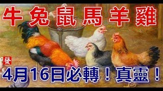 4月16日，屬牛、兔、鼠、馬、羊、雞的人必轉 - 十二生肖