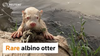 Meet Jenny, the rare albino otter found in Iraq