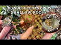 Is it better to grow succulents in shallow pots?