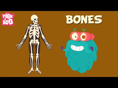 How many bones are in the human body at age 11?