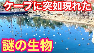 【衝撃映像】今年もシーに珍客が大量発生⁉️