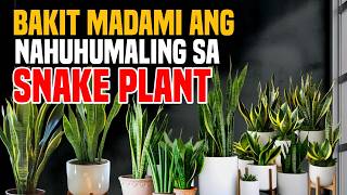 ITO PALA ANG DAHILAN BAKIT MADAMI ANG NAGTATANIM NG HALAMANG SNAKE PLANT