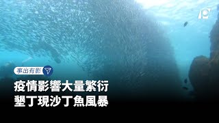 【#P有影】疫情影響大量繁衍 墾丁現沙丁魚風暴