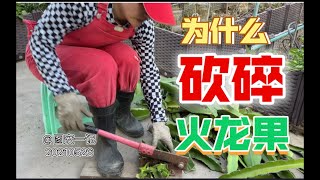 【图安一记】我为什么把剪下来的火龙果枝条砍碎Why I Chop Dragon Fruit Trimmings into Pieces