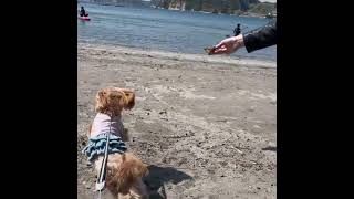 フレキシ伸縮リードで葉山の海岸で貝殻取ってこい