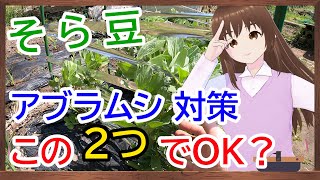 【そら豆】のアブラムシ対策はこの２つで万全か？　【家庭菜園】