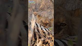 Lions on the hunt in Africa! Kids Adventures