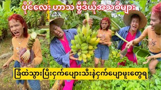 ငှက်ပျောသီးနဲ့ ငှပျောဖူးတွေလိုက်ခုပ်နေတဲ့ ပိုင်လေး