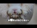 どこへ行こうというのかね？【お嬢の猫日記 ojo cat daily】