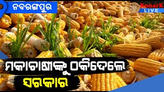 ଦୁର୍ଦଶାରେ ଦିନ କାଟୁଛନ୍ତି ମକା ଚାଷୀ, ନବରଙ୍ଗପୁର || NABARANGPUR NEWS