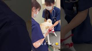 白柴双子姉妹、お腹壊して病院へ🏥#こいぬ  #かわいい犬 #もふもふ #かわいい #ふわふわ #癒し #柴犬 #dog  #shibainu  #白柴犬 #双子 #白柴姉妹  #白柴双子姉妹