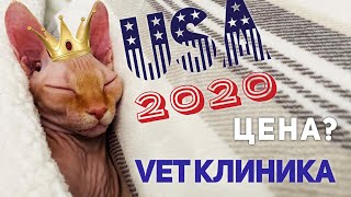 ВЕТЕРИНАР В США 🇺🇸 Почему Лее не сделали стерилизацию?