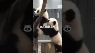 Why Are Pandas So Clumsy? #shorts