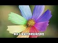 十万个为什么【植物篇】为什么花有各种各样的颜色