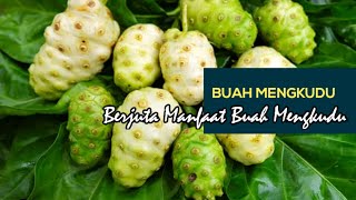 Manfaat dan Khasiat Buah Mengkudu atau Buah Pace | Buah Yang Bagus Untuk Diet