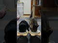 今日は何バリア？ 25 026　 shorts cat ごはん 猫のいる生活 今日は何バリア？ 食事風景 探し物ゲーム