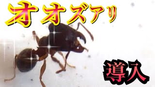 蟻王国＃12 オオズアリ導入！Pheidole noda.