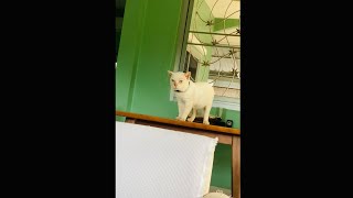 テーブルに上ったモチ果たして降りれるのか cat can get off the table