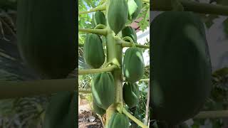 Papayas tree #papaya #fruit #shorts