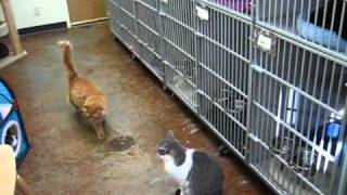 TooManyCats.wmv