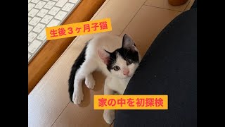 ３歳の先住猫が生後３ヶ月の子猫と家で初対面した時の様子