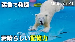 Take live fish in night zoo,Polar Bears ホッキョクグマ　リラの記憶力　夜の活魚給餌