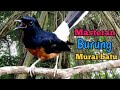 Cara Rahasia Meningkatkan Kualitas Kicauan| Masteran Burung| Murai Batu| Kicau Burung Murai, Murai