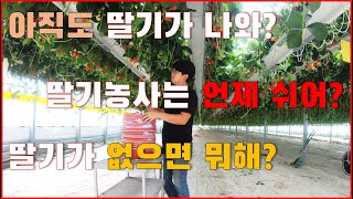 6월에 딸기가 나와?ㅣ딸기농사 지으면 언제 쉬어?ㅣ딸기가 안나올땐 뭐해?