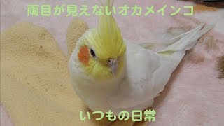 両目が見えないオカメインコ…まったりとしたいつもの日常です