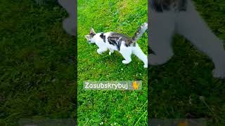 Koci odkurzacz terenowy 🐈😃 #xd #cat #kot #funny #comedy #shorts #shortvideo #viralvideo