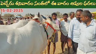 పెబ్బేరు శనివారం సంతలో ఈ వారం ఆవుల ధరలు | Pebbair cow market | cow videos | cow prices 2025