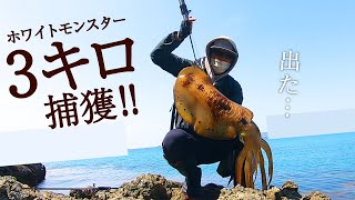 【エギング】ついに出たモンスター‼新作餌木エクスペクトで3キロオーバー捕獲！