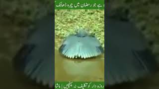 Amazing video of bird Ababeel in respect of Ramadan.#beautifulscenes #nature #shortvideo