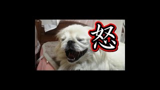 ペキニーズRinが怒るキーワード！　#shorts #pekingese