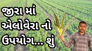 જીરામાં એલોવેરા નો ઉપયોગ | Aloevera | લાબરુ | જીરા માં લાબરા નો ઉપયોગ | કુંવાર પાઠુ