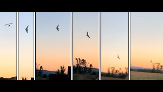 Fatal Crash of a North Wing Mustang while maneuvering over the passenger's house near Albany, Oregon