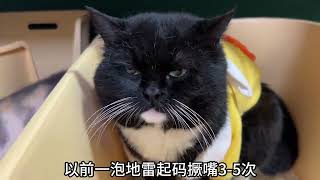 惊！黑脸的糙汉小猫叫起来居然是这样的！#猫咪的迷惑行为#万物可爱计划#宅家治愈记#我镜头下的小猫